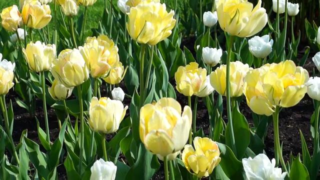 Желтые тюльпаны. Футаж.