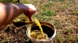 Чем подкормить чеснок в начале сезона, чтобы собрать обильный урожай