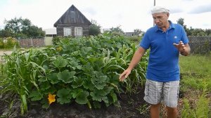 Кабачки и кукуруза,на горе