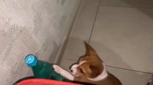 Вот так мы «Спим» вторую Ночь 😂 | Басенджи Смарт | Not sleeping Basenji puppy