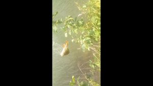 Рыбалка на реке Мёша на китайскую сетку с кормушкой