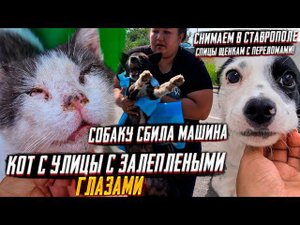 Люди озверели опять на трассу выкинули щенка. Снимают спицы. Сбили собаку, везем в Ставрополь