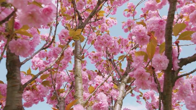 Все ваши тревоги исчезнут, если вы послушаете эту музыку🌸 Расслабляющая музыка успокаивает нервы