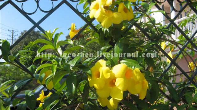 Вьетнам, Vietnam, цветы Вьетнама, экзотические цветы