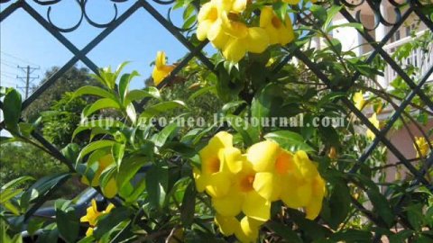 Вьетнам, Vietnam, цветы Вьетнама, экзотические цветы