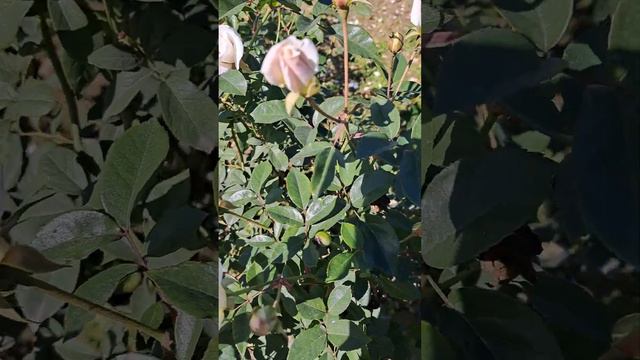 rose buds announced the arrival of spring