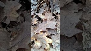 Занятие. Наблюдение за природой. Насекомые