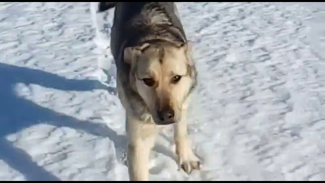 Собака на лыжной прогулке