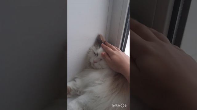 делаю обзор на лизу смотреть онлайн