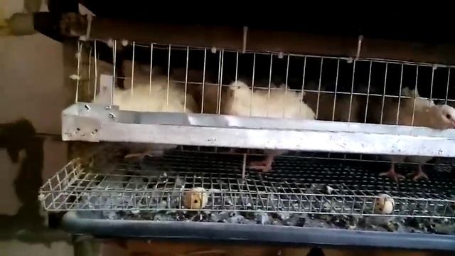 Что делать чтобы неслись перепела! Часть 6. Подготовка брудера!