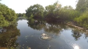 Ловля змееголова на лягушку/неогруженную резину.