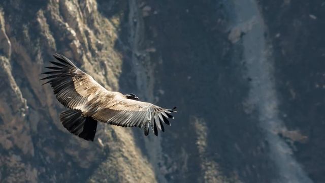 Полёт кондора. Condor fly. El condor pasa. Кондор летит. смотреть онлайн
