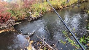 Ловим ХАРИУСА по КОРЯЖНИКУ/Вода упала ПРЯЧЕТСЯ/ МЕДВЕЖЬЯ речушка.