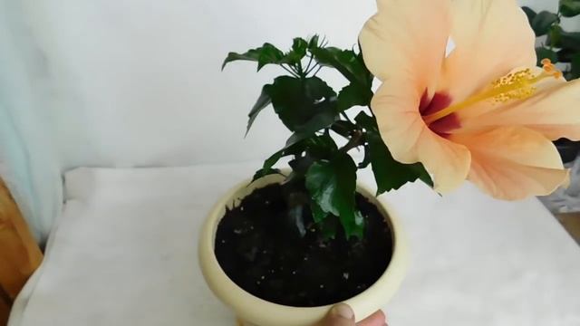 ???КАК ВЫРАСТИТЬ КОМНАТНЫЙ ГИБИСКУС ! Чем подкармливать для цветения и хорошего развития смотреть онлайн