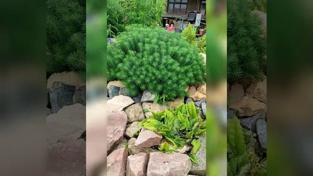 Рокарий на нашем участке своими руками уютный цветник