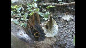 Бабочки у нас во дворе..Морфо- голубая бабочка .