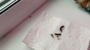 Клубника! ?Совка озимая обгрызла листья!?