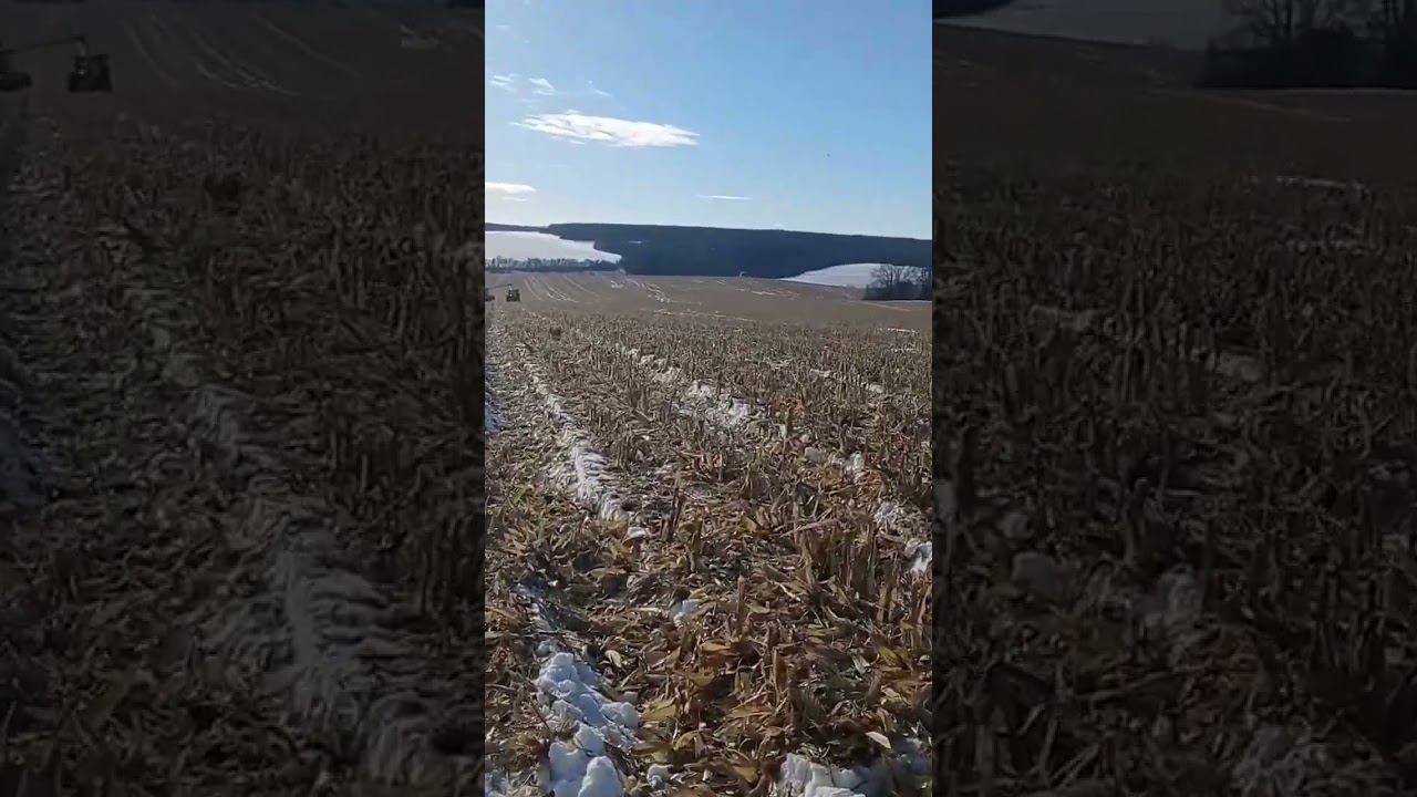 Уборка урожая 2024 кукурузы claas tucano 450 Курская область смотреть онлайн