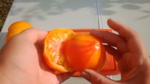 Минусинские сорта томатов 2022