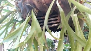 Оранжерея в ботаническом саду в Минске #ноябрь 2022#красота рядом#шикарныерастения#