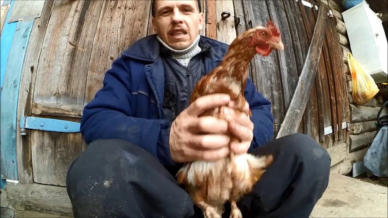 Куры  / Лечение кур /  Черный перец /АСД 2