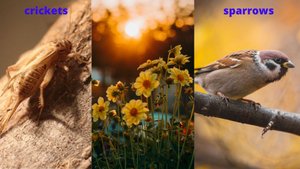 сверчки и воробьи