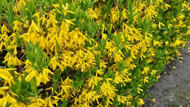 Форзиция. Слайд-шоу. Авторские фото. смотреть онлайн