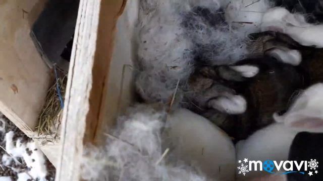 Обзор. Кролики порода Белый Великан и Фландер. Окрол крольчихи, что пошло не так.