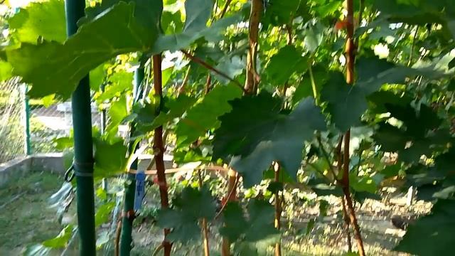 @Виноград 2018. Виноград Бешевский. Отзыв о винограде смотреть онлайн