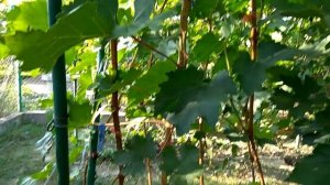 @Виноград 2018. Виноград Бешевский. Отзыв о винограде