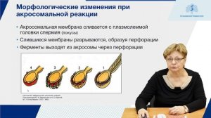 Эмбриональное развитие человека. Ранние этапы эмбриогенеза. Часть 1