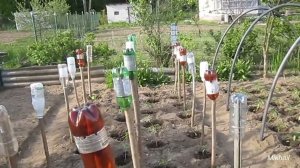 Для сада и огорода почти бесплатный парник