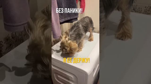 Стиралка с ума сошла!#милыеживотные #собака #йорки #шпиц #смешныевидео #домохозяйки #лайфхакдлядом смотреть онлайн