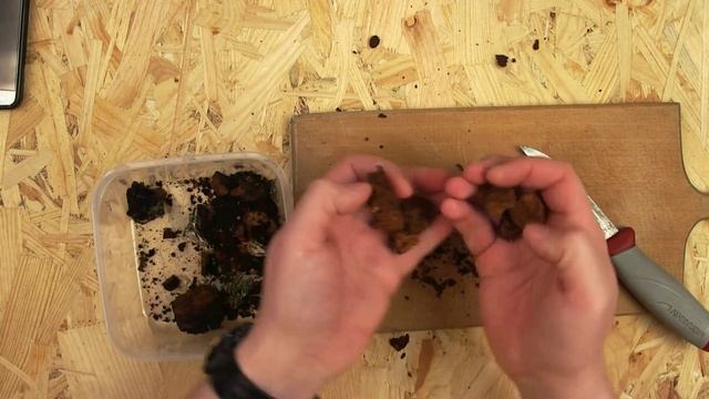 Live #13 Чайный гриб ЧАГА Первый опыт чистки и подготовка к хранению смотреть онлайн