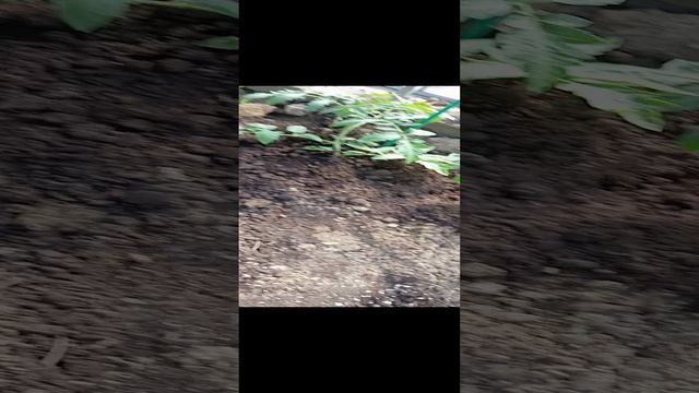 Утром в теплице и с кофе)))