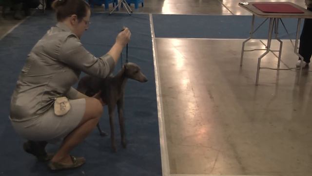 Евразия-2 24.03.2013: ринг левреток 1 смотреть онлайн