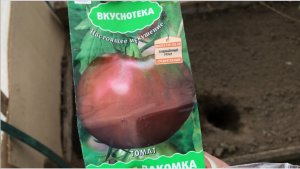 Посадка рассады  помидоров в теплицу Основные советы Для хорошего урожая