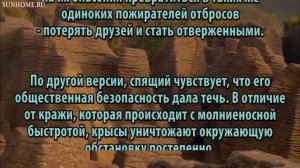 К чему снятся Крысы сонник, толкование сна