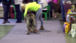 Выставка кавказских овчарок, КЧК, 27.12.2015 www.r-risk.ru +7 9262205603 Татьяна Ягодкина