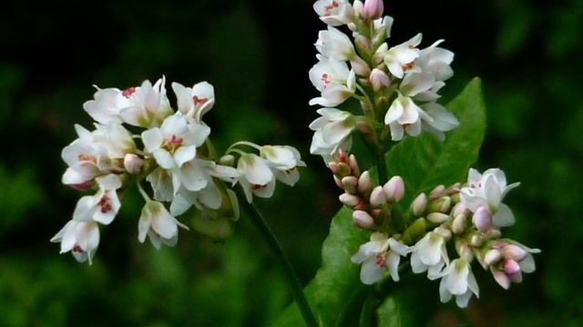 ЗАГОТАВЛИВАЕМ ЗОЛУ ДЛЯ ВИНОГРАДНИКА