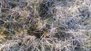 Сфагновое верховое болото с клюквой