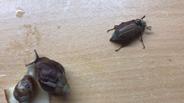 Улитки и майский жук #1 смотреть онлайн