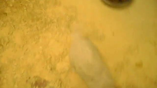 Харт и Хантер - щенки золотистого ретривера, РКФ смотреть онлайн