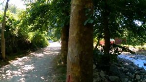 Волконка, прибрежные уточки! Июль 2021. ?ЛАЗАРЕВСКОЕ СЕГОДНЯ?СОЧИ.