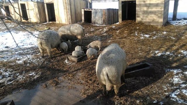 Венгерская пуховая мангалица смотреть онлайн