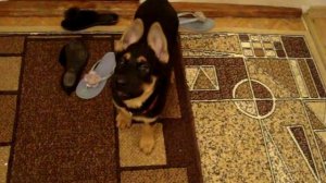 Немецкая овчарка , команда голос