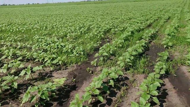 Как сработал гербицид Гермес на ? подсолнечнике. смотреть онлайн