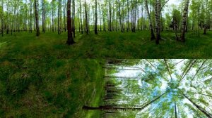 Кино 360. Национальный парк «Лосиный остров»