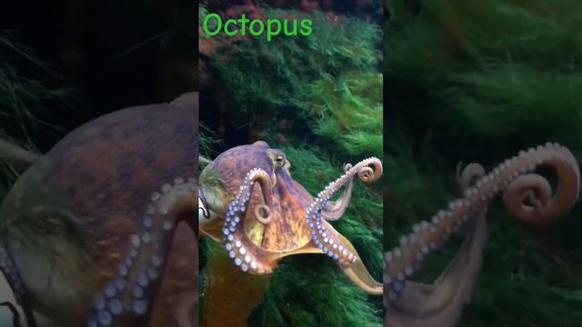 This is not a squid ))) #squad #oktopus #oktopusstudio3 #animals