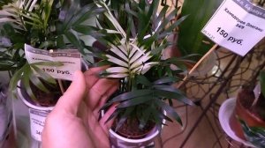 Новый завоз комнатных растений в цветочный магазин.